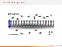 the membrane potential flow through a semi permeable