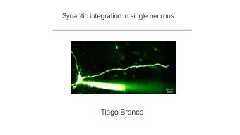 Tiago Branco  Model  Neuron  Molecules dV i    (V i  V rest ) +  j w ij g j (t)  =  dt