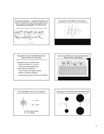 1  Electrical Signaling in the Nervous System is  The Bulk Solution Remains Electroneutral  Caused