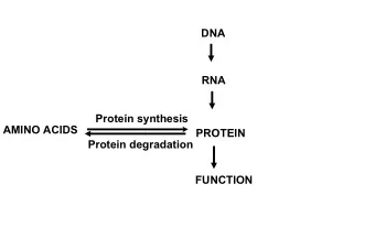 DNA  RNA  Protein synthesis  AMINO ACIDS  PROTEIN  Protein degradation  FUNCTION  Some properties