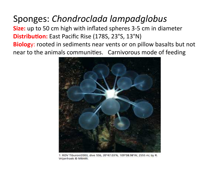 sponges chondroclada lampadglobus
