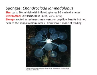 Sponges: Chondroclada lampadglobus Size: up to 50 cm high with inflated spheres 35 cm in