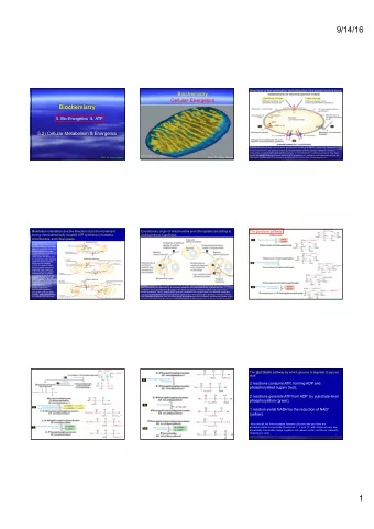9/14/16  Overview of the generation and utilization of a proton-motive force  Biochemistry