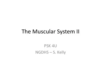 The Muscular System II  PSK 4U NGDHS  S. Kelly  The Neuromuscular System  Simply put: the