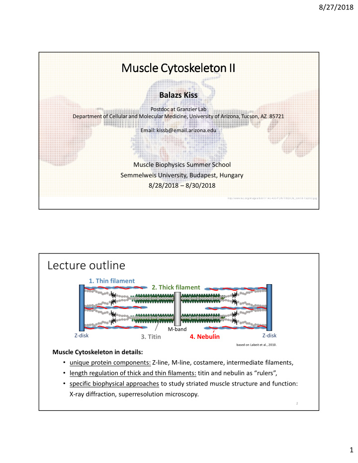 muscle muscle muscle muscle cytoskeleton cytoskeleton