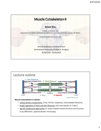Muscle  Muscle  Muscle  Muscle Cytoskeleton  Cytoskeleton  Cytoskeleton  Cytoskeleton II  II  II