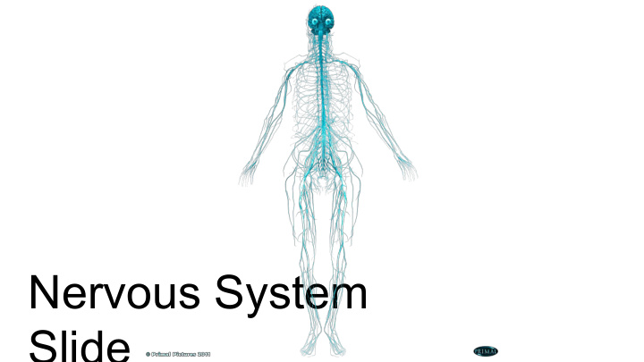nervous system slide core view of the musculature side