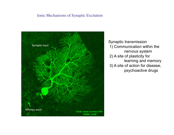 ionic mechanisms of synaptic excitation synaptic