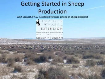 Getting Started in Sheep  Production  Whit Stewart, Ph.D., Assistant Professor-Extension Sheep