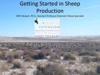 getting started in sheep production