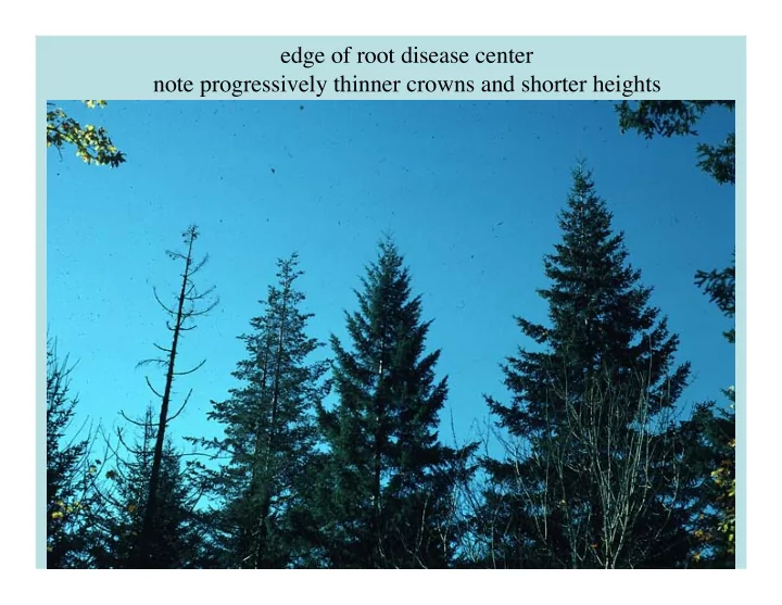 edge of root disease center note progressively thinner