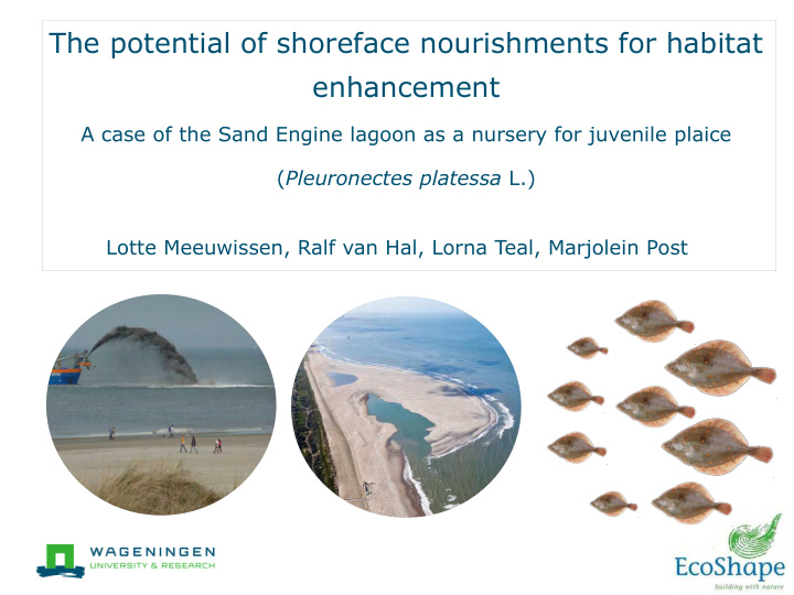 the potential of shoreface nourishments for habitat
