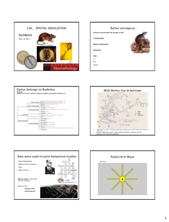 1  Radial Arm Maze  Olton Radial Arm Maze  Observe path taken  Typical track of rat in radial arm