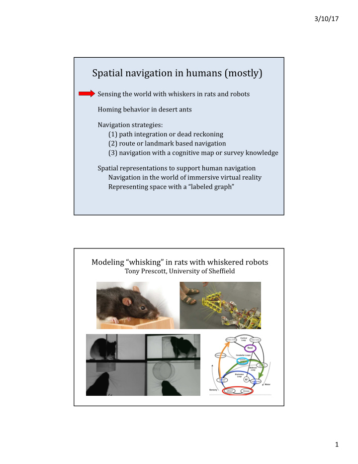 spatial navigation in humans mostly