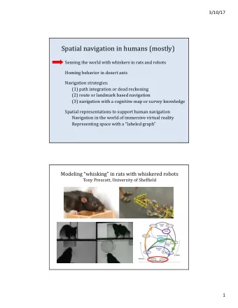 Spatial navigation in humans (mostly)  Sensing the world with whiskers in rats and robots  Homing