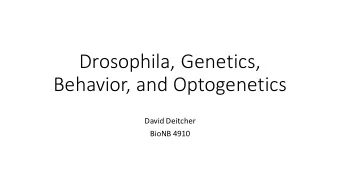 Drosophila, Genetics,  Behavior, and Optogenetics  David Deitcher  BioNB 4910  Se  Seymou  our Be