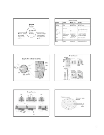 1  Cone Response  Visual pathway  Decussation  Hierarchical and Parallel Processing  Receptive