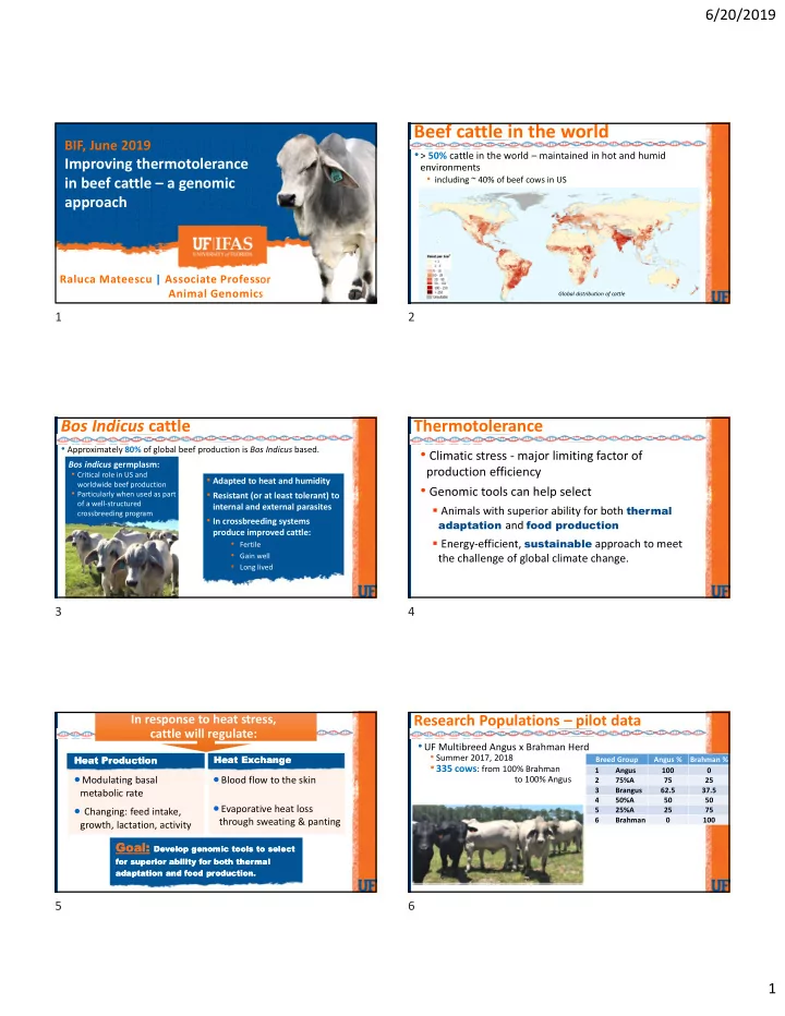 beef cattle in the world
