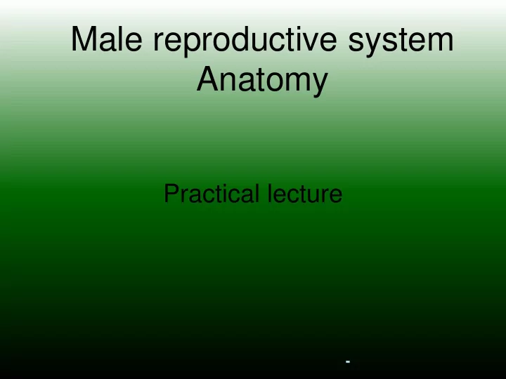free end of penis testis and epididymis