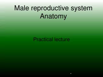 Free end of penis Testis and epididymis Ductus deferens Urinary bladder  Ureter Ampulla Prostate