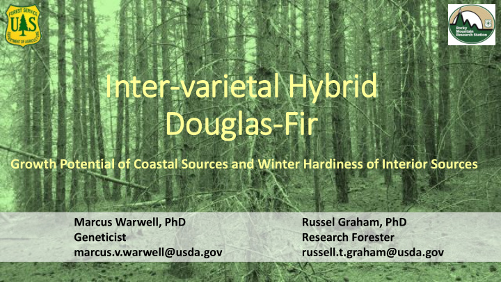 in inter varietal hybrid id dougla las fir ir