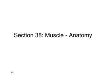 Section 38: Muscle - Anatomy  Section 38: Muscle - Anatomy  38-1   Muscle types:   cardiac