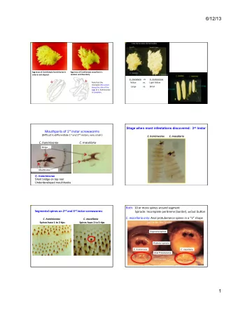 6/12/13 Egg  mass  of   Cochliomyia  hominivorax   is   Egg  mass  of