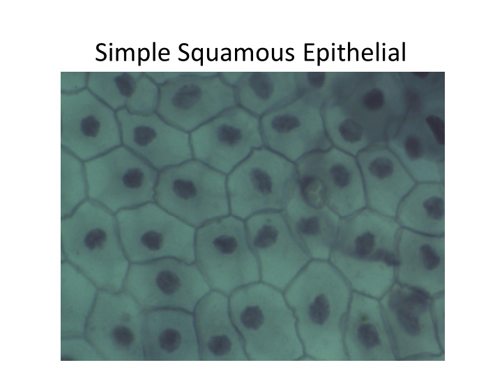 simple squamous epithelial simple cuboidal epithelial