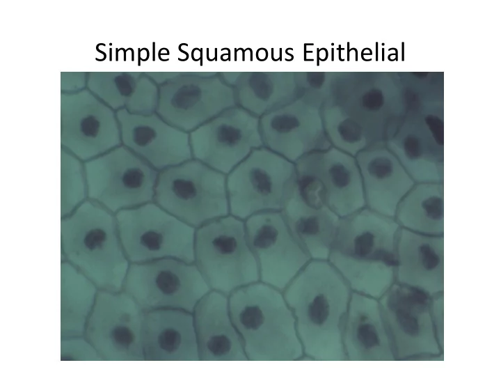 simple squamous epithelial simple cuboidal epithelial