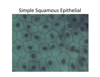 Simple Squamous Epithelial  Simple Cuboidal Epithelial  Simple Columnar Epithelial  Stratified