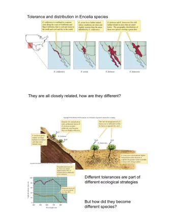 Tolerance and distribution in Encelia species  They are all closely related, how are they