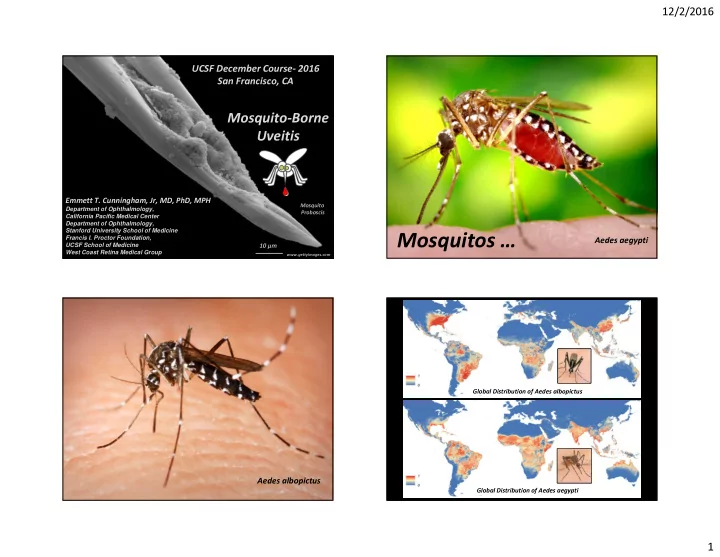 mosquitos