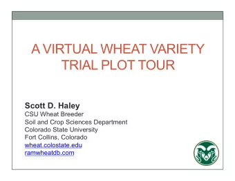 A VIRTUAL WHEAT VARIETY TRIAL PLOT TOUR  Scott D. Haley  CSU Wheat Breeder  Soil and Crop Sciences
