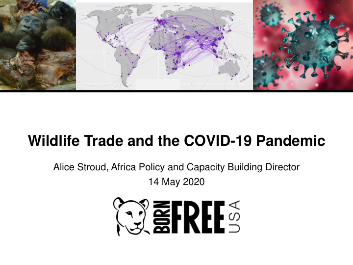 wildlife trade and the covid 19 pandemic