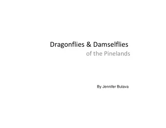 Dragonflies &amp; Damselflies of the Pinelands  By Jennifer Bulava Dragonflies and Damselfies