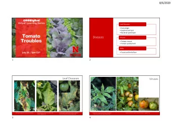 Diseases  Viruses   Tomato mosaic   Tomato spotted wilt  Wilts   Fusarium/Verticillium  1
