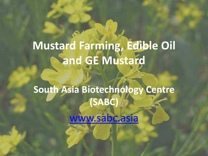 mustard farming edible oil and ge mustard