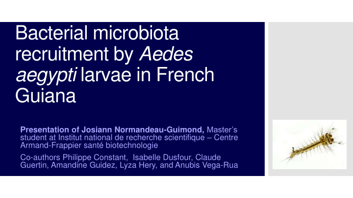 recruitment by aedes aegypti larvae in french