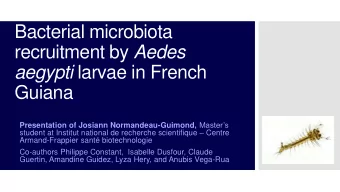recruitment by Aedes aegypti larvae in French  Guiana Presentation of Josiann Normandeau-Guimond,
