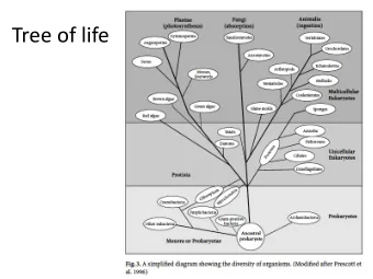 Tree of life  Microbial Diversity  Nutritional diversity  Soil bacteria  Schizomycetes