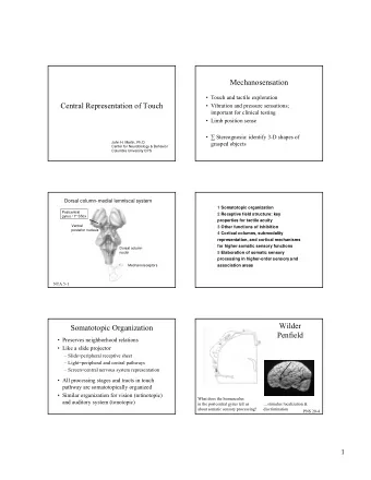 Mechanosensation   Touch and tactile exploration  Central Representation of Touch   Vibration