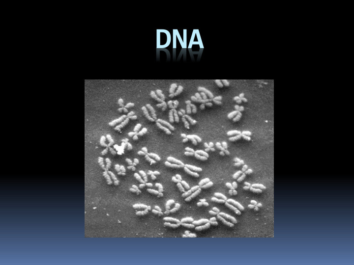 dna nucleus