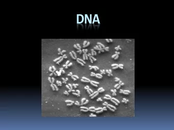 DNA  Nucleus  Contains cells genetic info (DNA)  controls  cell functions  DNA Structure