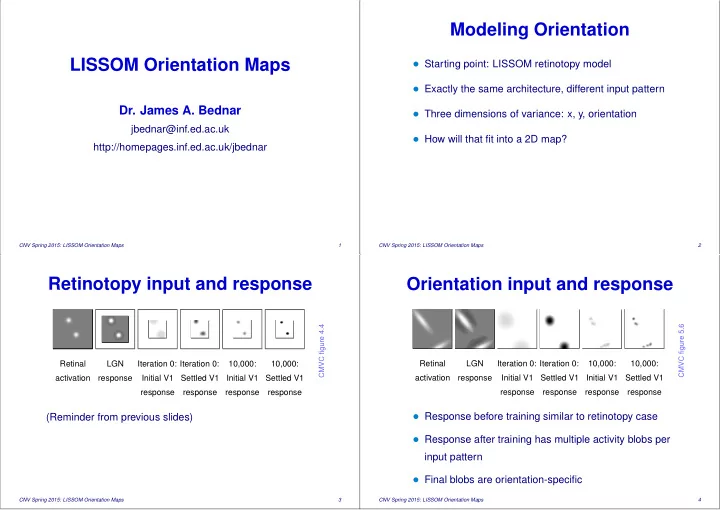 modeling orientation lissom orientation maps
