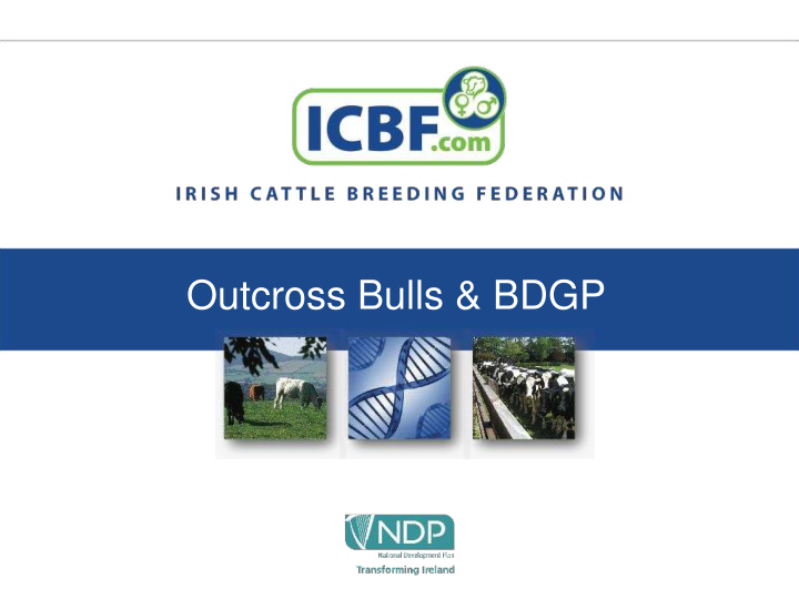 outcross bulls bdgp overview