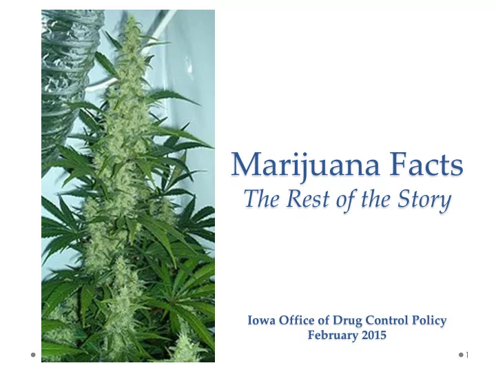 marijuana facts