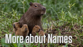 More about Names  Measuring Heterogeneity  Gini-Simpson, or Blau Index R is richness or the