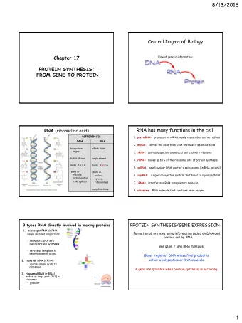 8/13/2016  Central Dogma of Biology  Chapter 17  Flow of genetic information:  PROTEIN SYNTHESIS: