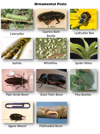 Palo Verde Borer  Giant Palm Borer  Flea Beetles  Agave Weevil  Flatheaded Borer  Ornamental