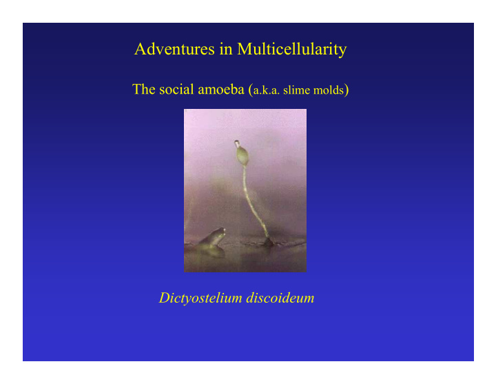 adventures in multicellularity